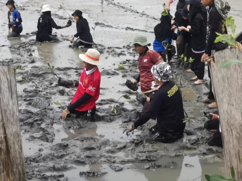 500 anak pokok Bakau ditanam di hutan simpan Jalan Wakuba