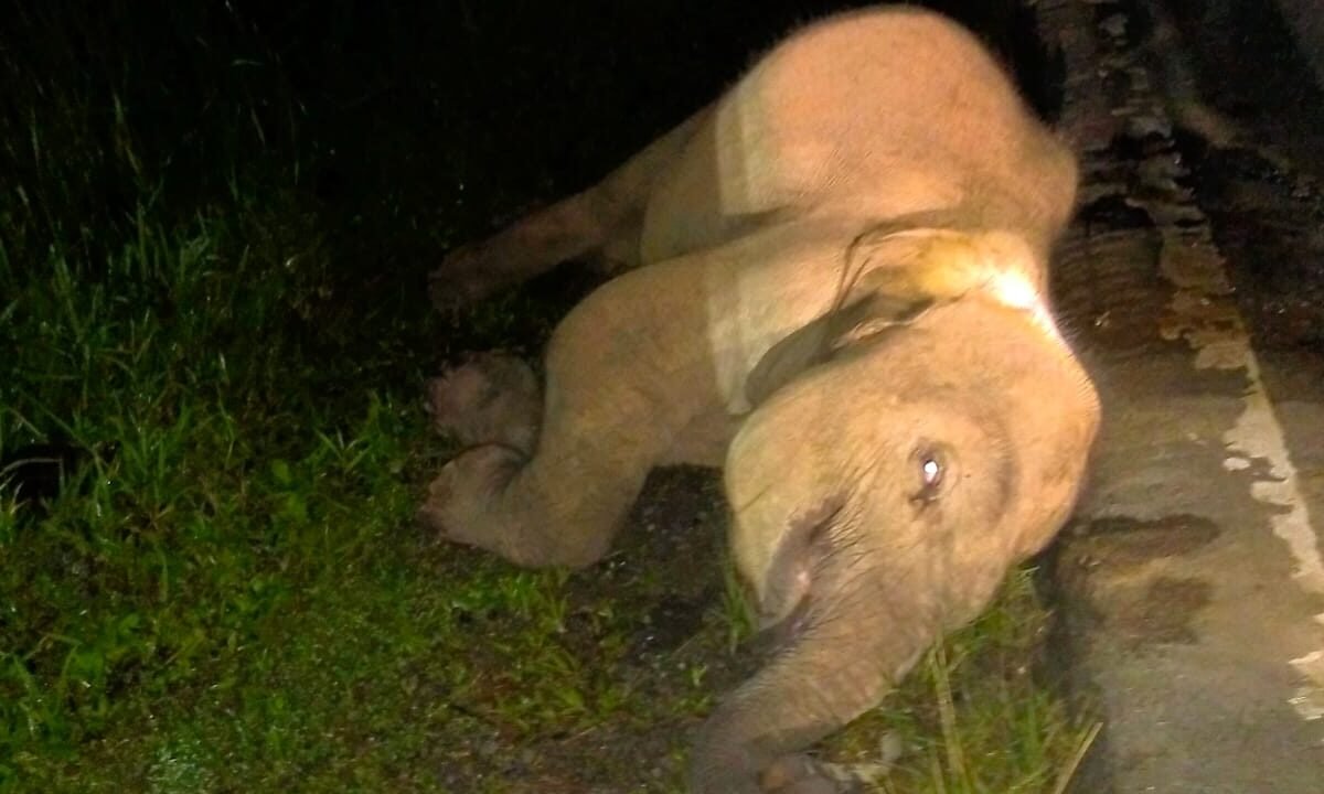 Anak gajah mati dilanggar kereta di Sandakan